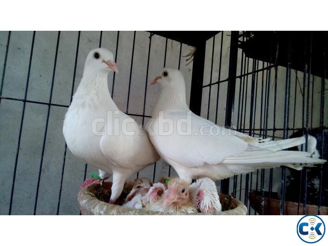 White Homa Pigeon Running Pair For Sell large image 0