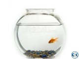 Gold Fish Jar