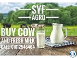 Fresh Milk ll Per Liter ll Organic Cow Milk from Farm