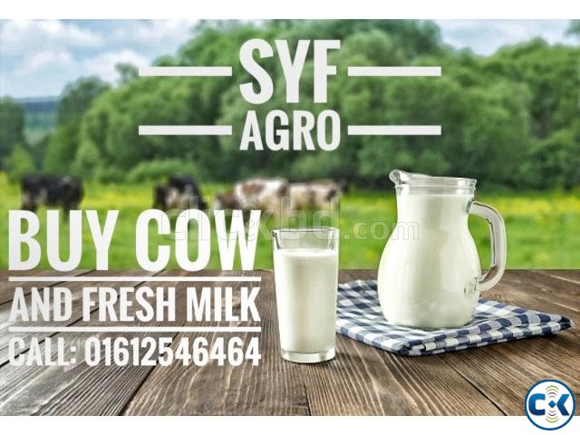 Fresh Milk ll Per Liter ll Organic Cow Milk from Farm | ClickBD large image 0