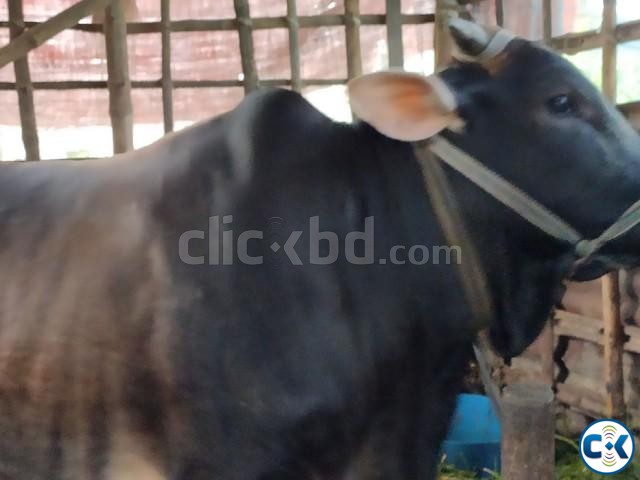 Get 100 pure deshi cows | ClickBD large image 0