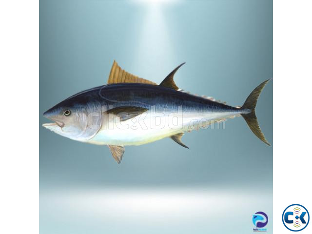Tuna Fish | ClickBD large image 0
