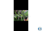 Aloe vera plant per piece 30 tk
