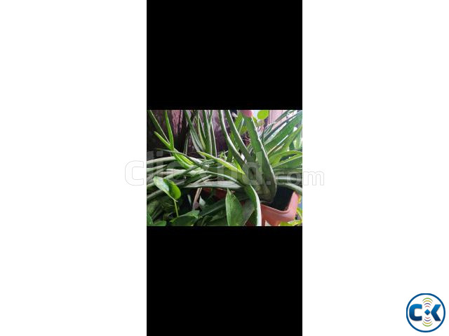 Aloe vera plant per piece 30 tk | ClickBD large image 0