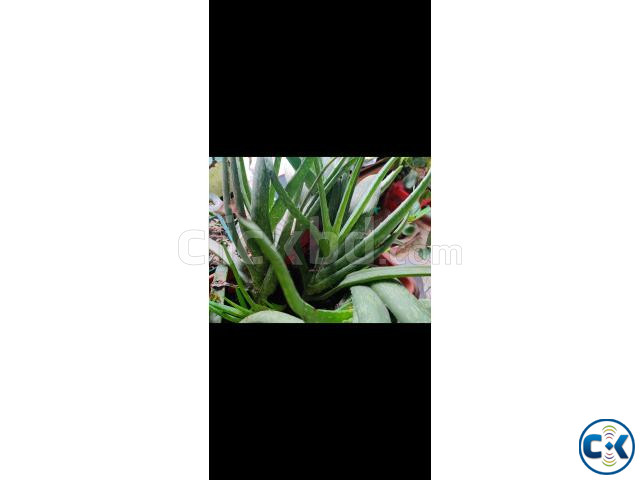 Aloe vera plant per piece 30 tk | ClickBD large image 1