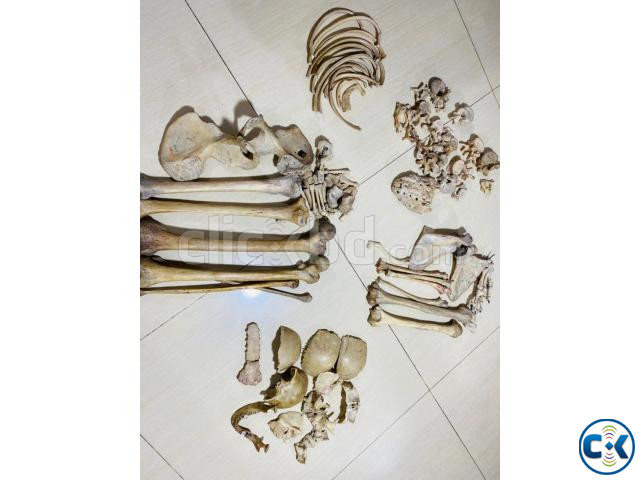 Human Bones for Medical Students | ClickBD large image 2