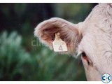Cow Ear Tags PBS Animal Health yellow Color in Bangladesh