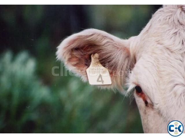 Cow Ear Tags PBS Animal Health yellow Color in Bangladesh | ClickBD large image 0