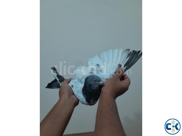 1 pair pakisthani Rampuri pigeon. | ClickBD large image 0