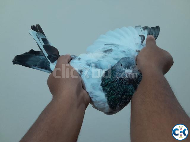 1 pair pakisthani Rampuri pigeon. | ClickBD large image 1