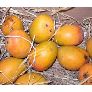 Original Mango from Rajshahi Chapainawabganj large image 1