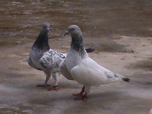 largewing hiflyer tippler pigeon large image 0