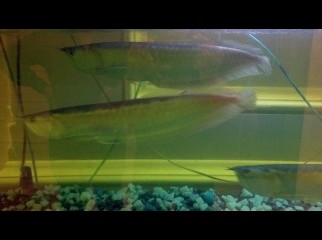 Silver Arowna Fish