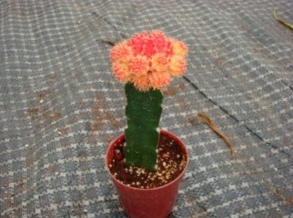 Red Grafting Cactus