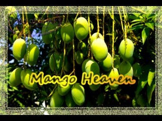 Mango from Rajshahi