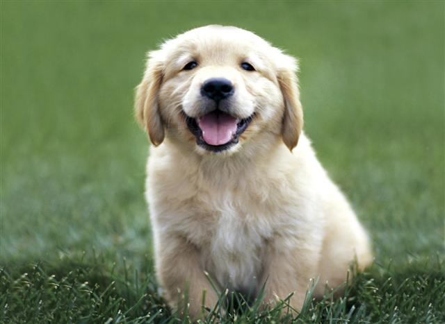 golden retriever puppy pictures