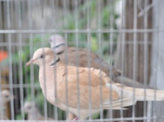Australian Collard Dove