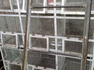 pigeon birdcage