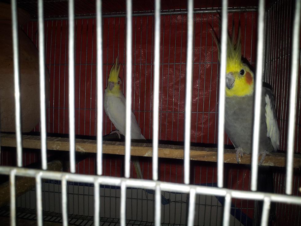 Bird-1 master pair lotono n gray with egg- urgent sell large image 0