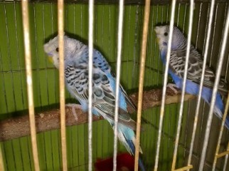 Adult Crested Budgerigar pair with cage