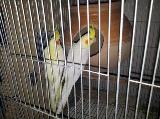 Bird-1 master pair lotono with egg- very urgent sell