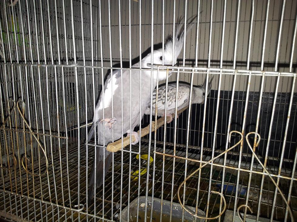 Bird-1 master pair white face n pal- very urgent sell large image 0