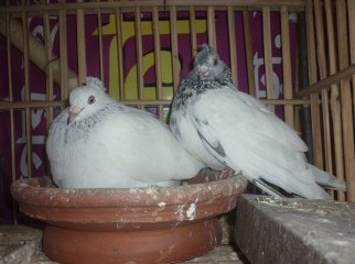 My pigeon collection