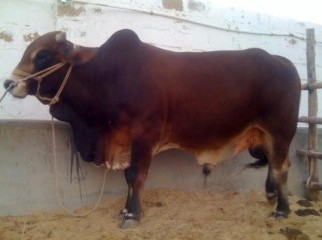 Male 2 year old Bull for sale.. Brown Sahiwal Cross 