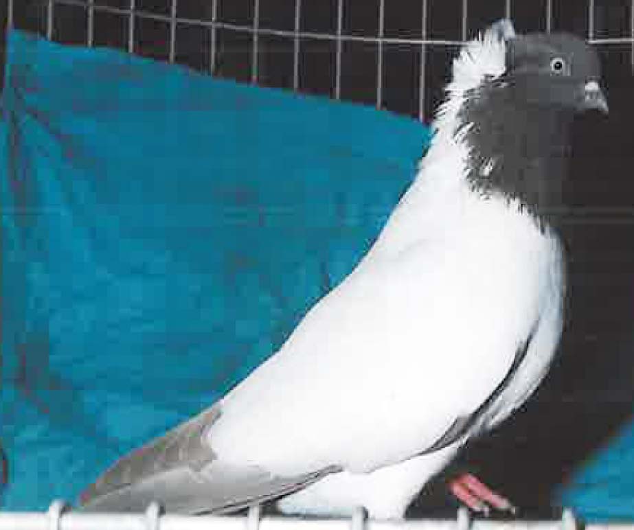 Pigeons large image 0