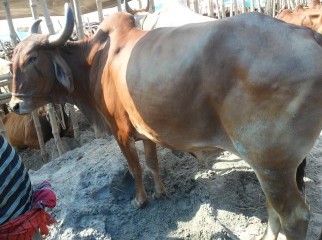 Kurbani cow