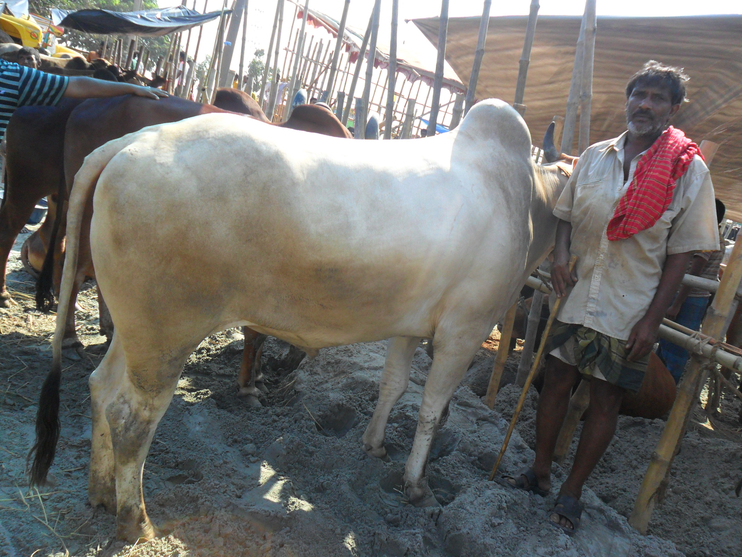 KURBANI COW ORIGIN FROM KUSTIA | ClickBD large image 0