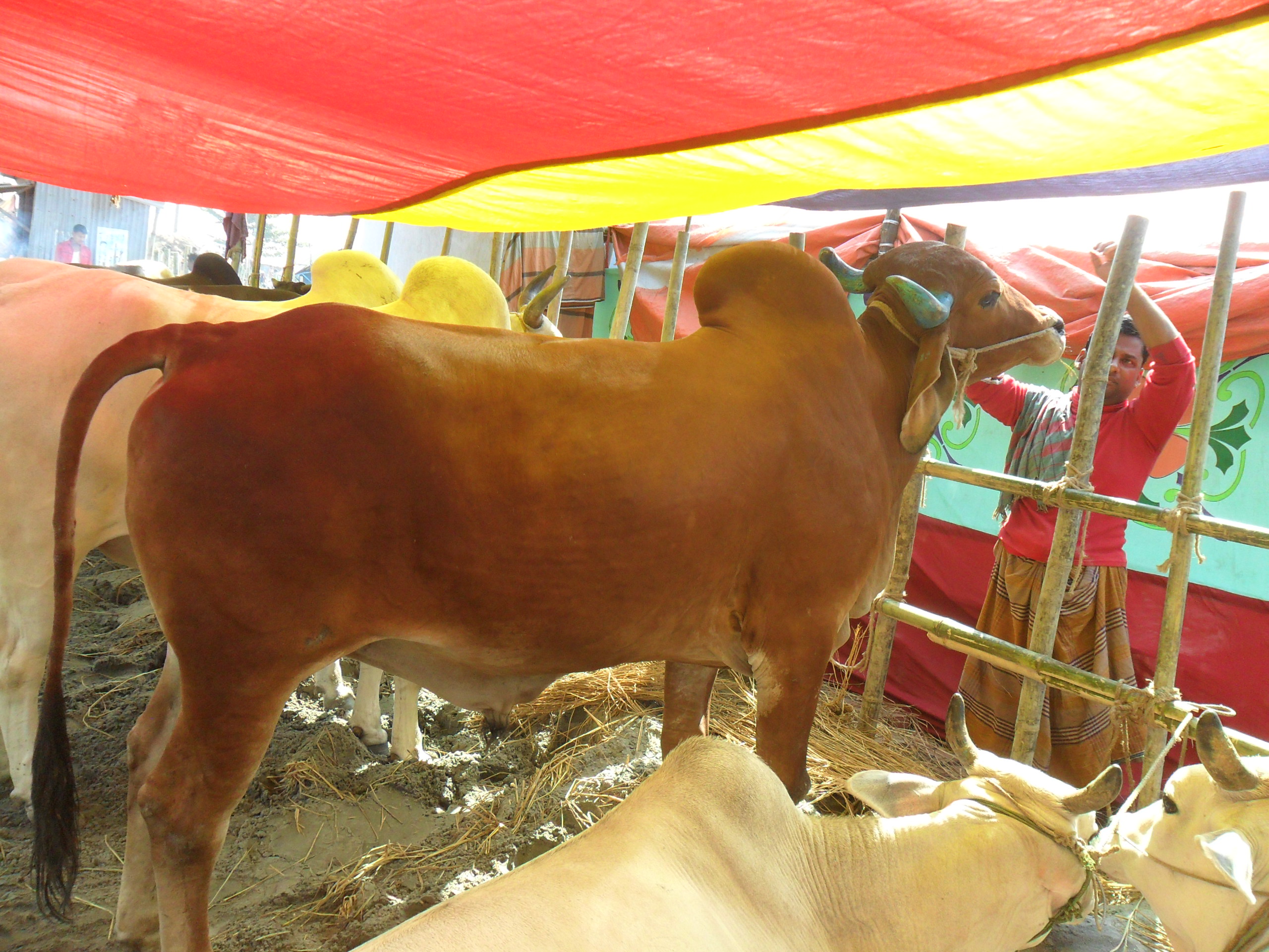 RED COLOR KURBANI COW FROM KUSTIA | ClickBD large image 0