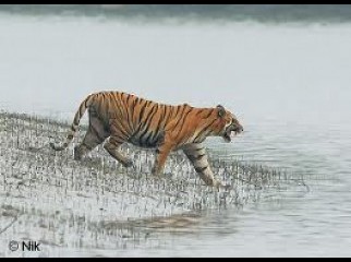 Dhaka- Sundarban- Dhaka