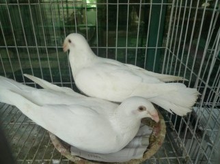 Baghdadi homer new adult pair for sell
